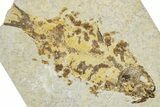 Bargain, Fossil Fish (Knightia) - Wyoming #344739-1
